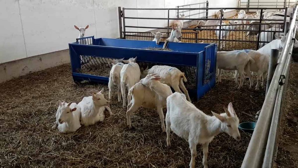 dairy goats at 60lbs