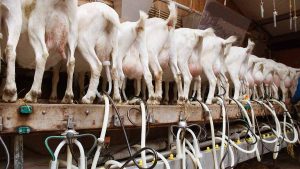 goat milking parlour