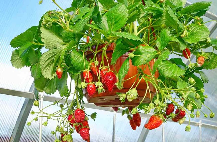 strawberry hanger
