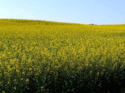 canola in bloom