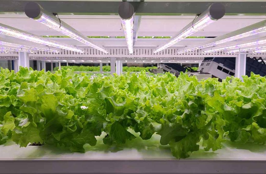 Farming Up: What is Vertical Farming?