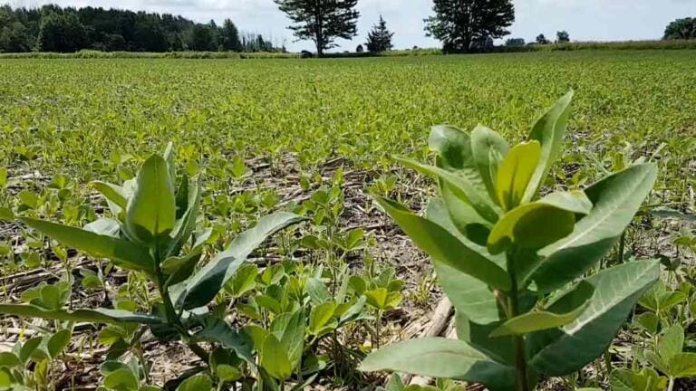 GPS Helps Farmers Use Less Pesticides Canadian Food Focus