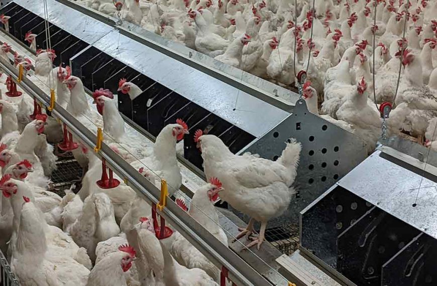 What is a broiler hatching egg farm?