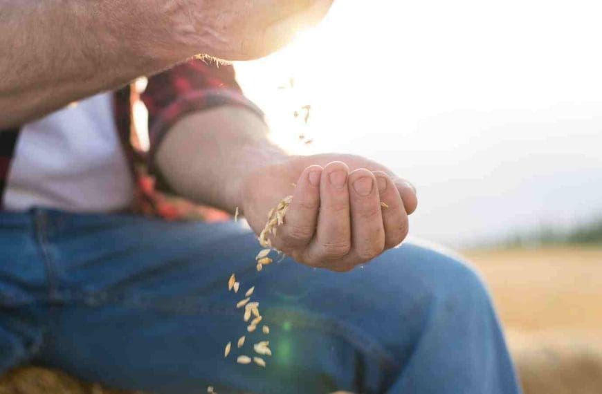 farmer holding oats