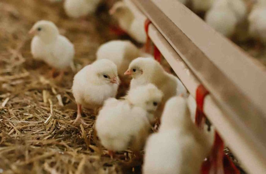 chicken farm to table