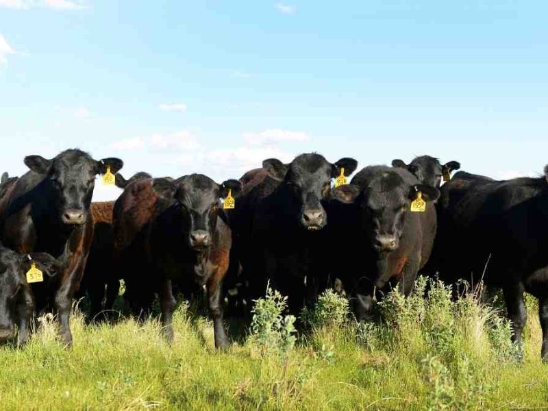 grass fed cattle