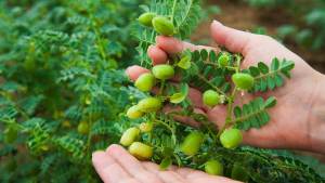 growing chickpeas