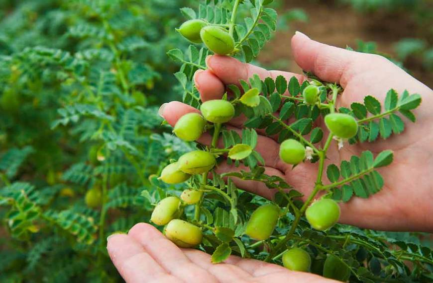 growing chickpeas