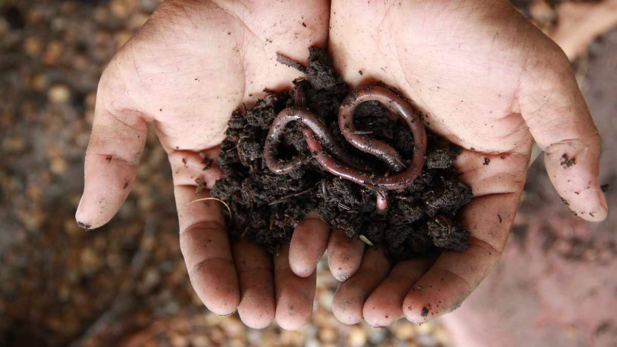 worm and soil in hands