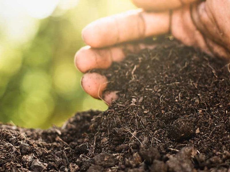 person holding soil