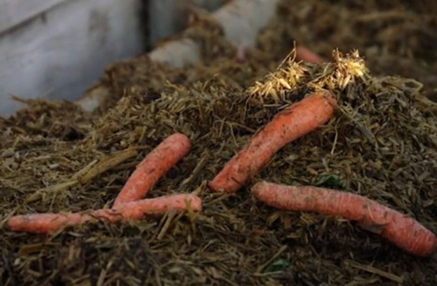 Carrots for Cattle: Working Together to Prevent Food Waste