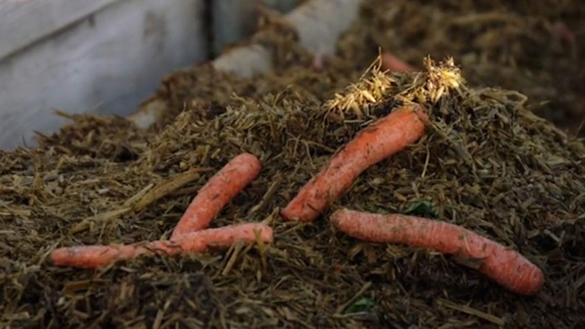 cattle eating carrots