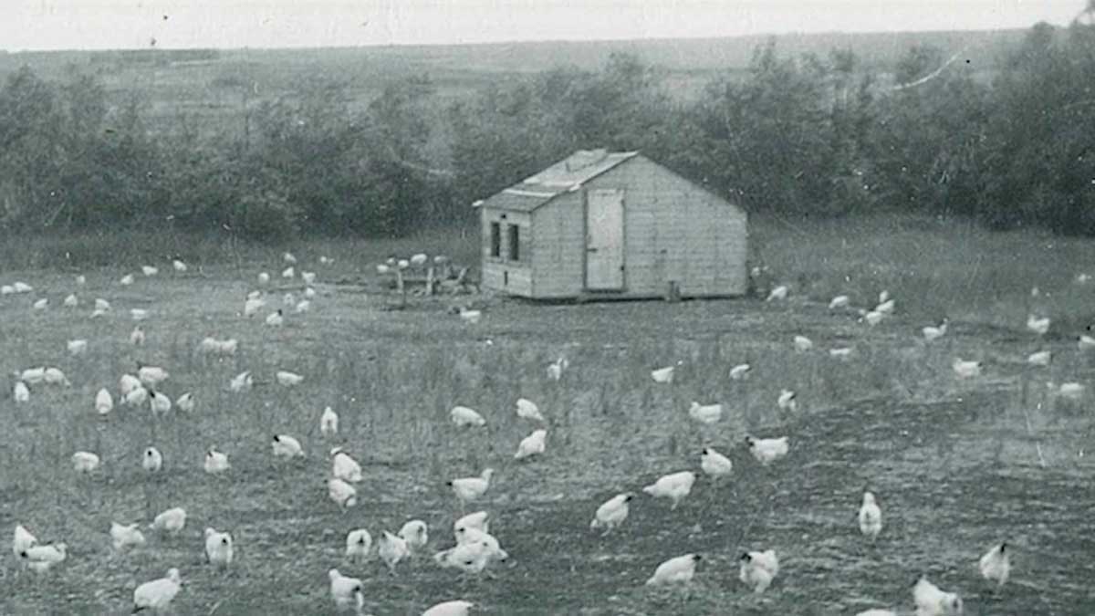 Egg Farming Across Six Generations