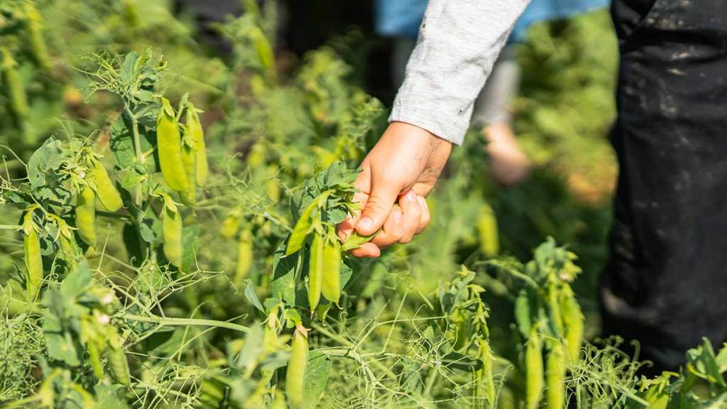 How Are Dry Peas Grown? Canadian Food Focus