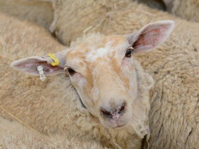 traceability ewe