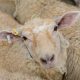 traceability ewe