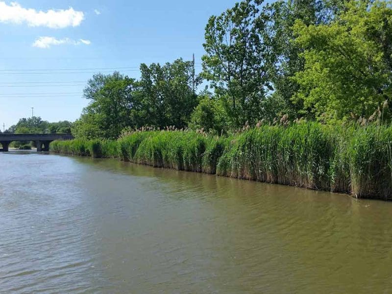 Great Lakes Phragmites