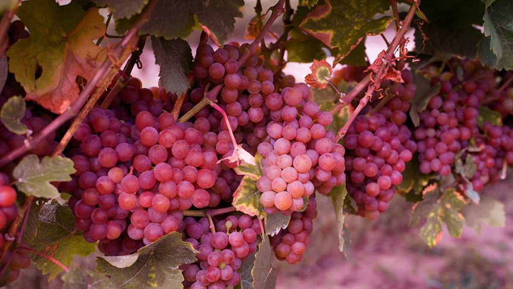 What does “VQA” mean on Canadian wine? Canadian Food Focus