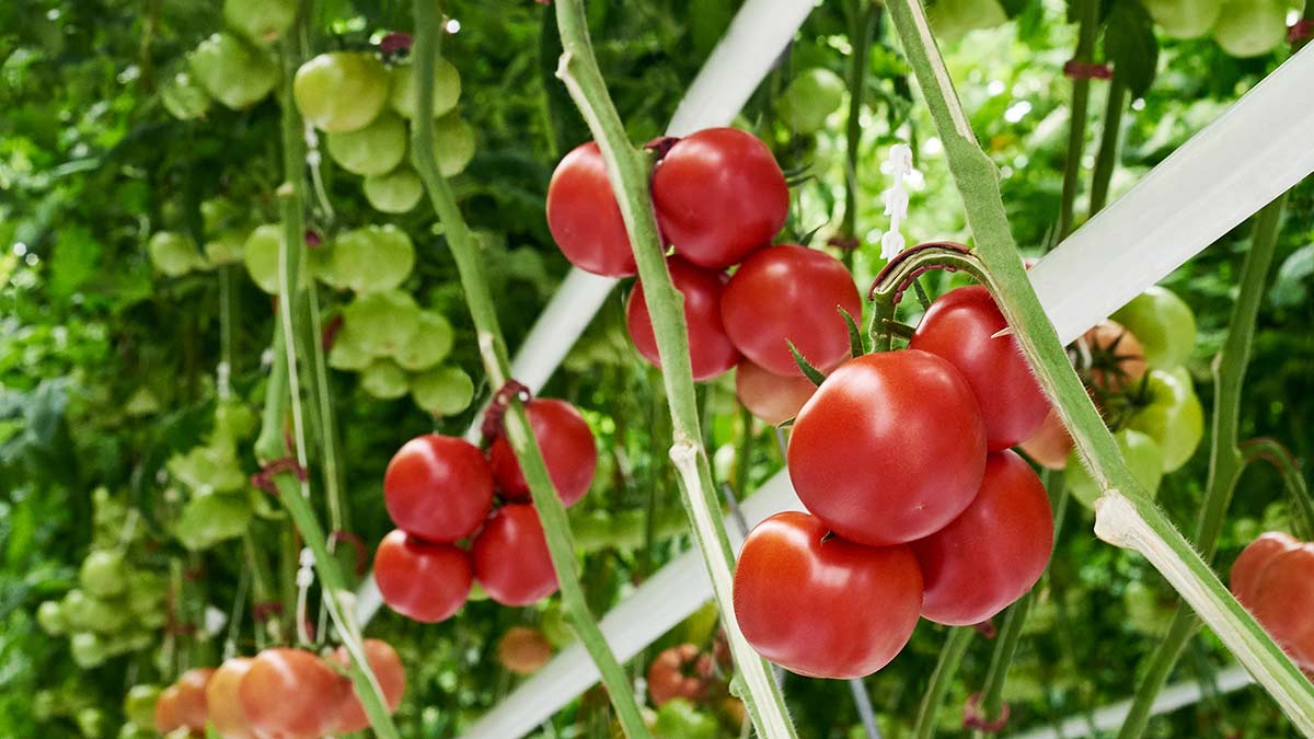Vine-Tomatoes