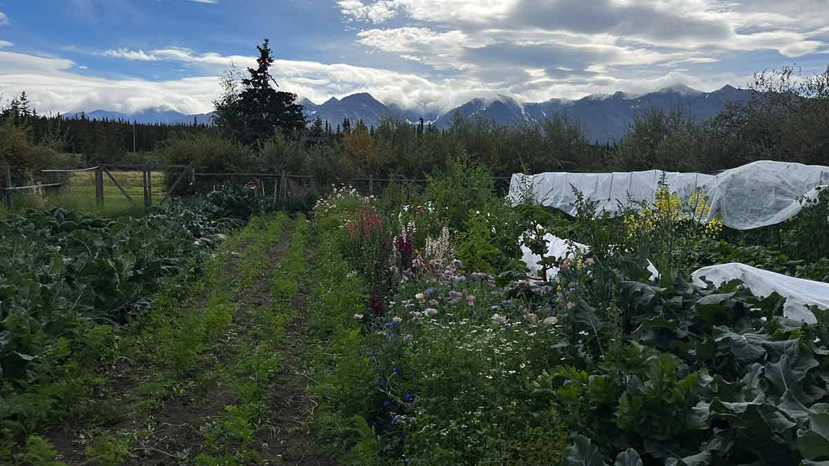 Farming In The Yukon Canadian Food Focus
