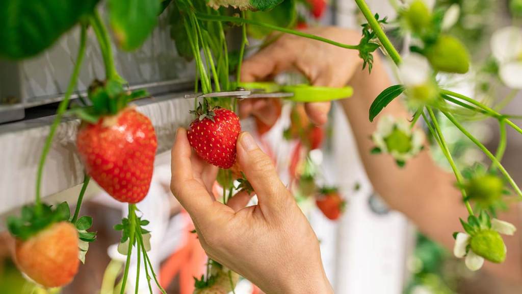 greenhouse-strawberries