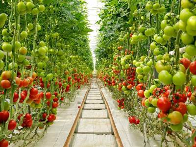 greenhouse-tomatoes