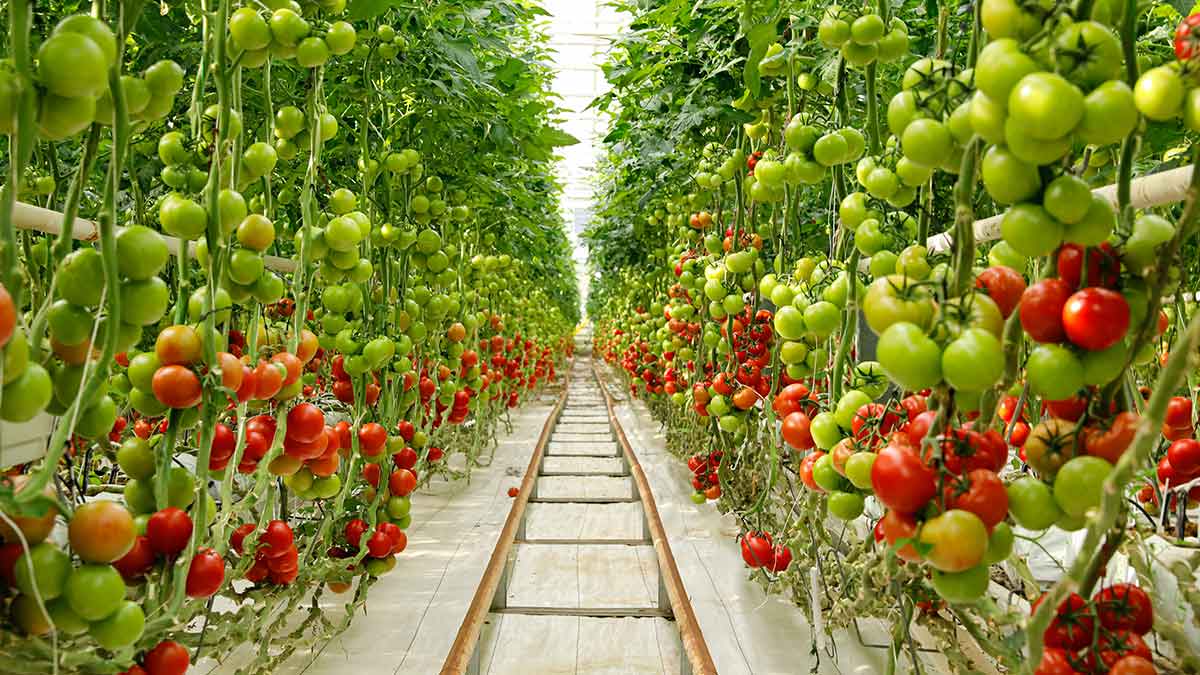 greenhouse-tomatoes