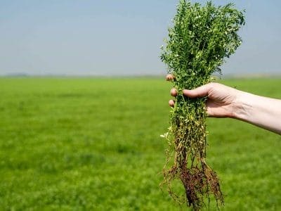 lentil field