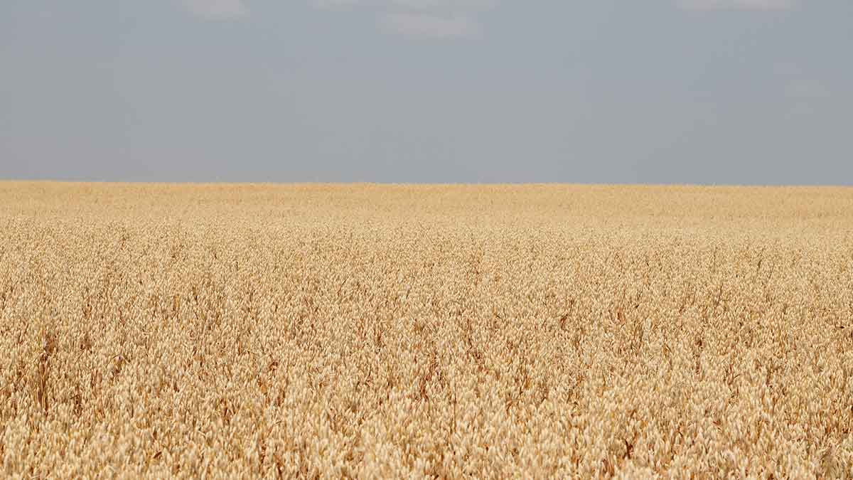 From Our Fields To Your Table: Growing Oats In Canada