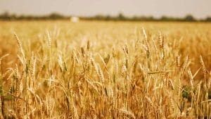 Wheat-Field-