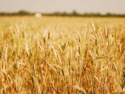 Wheat-Field-