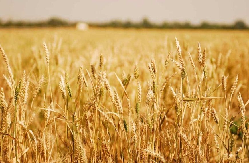 Wheat-Field-