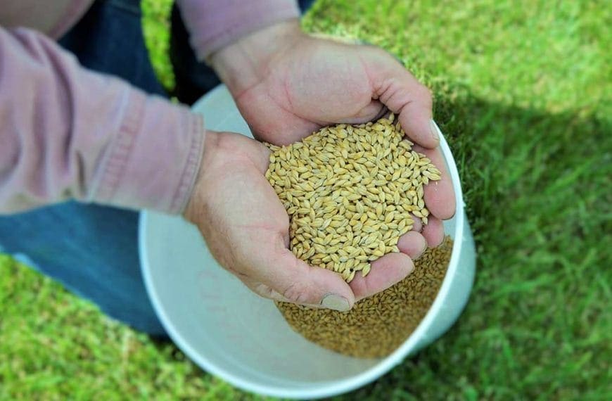 barley in hands