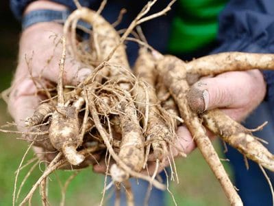 ginseng root