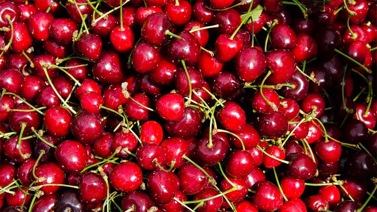 What's in Season? Cherries - Canadian Food Focus