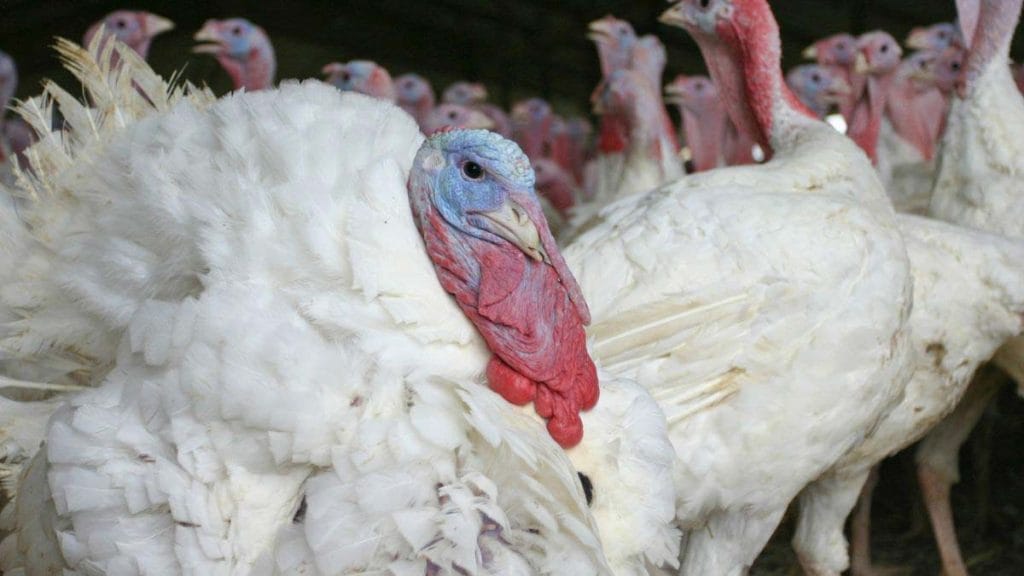 Turkey