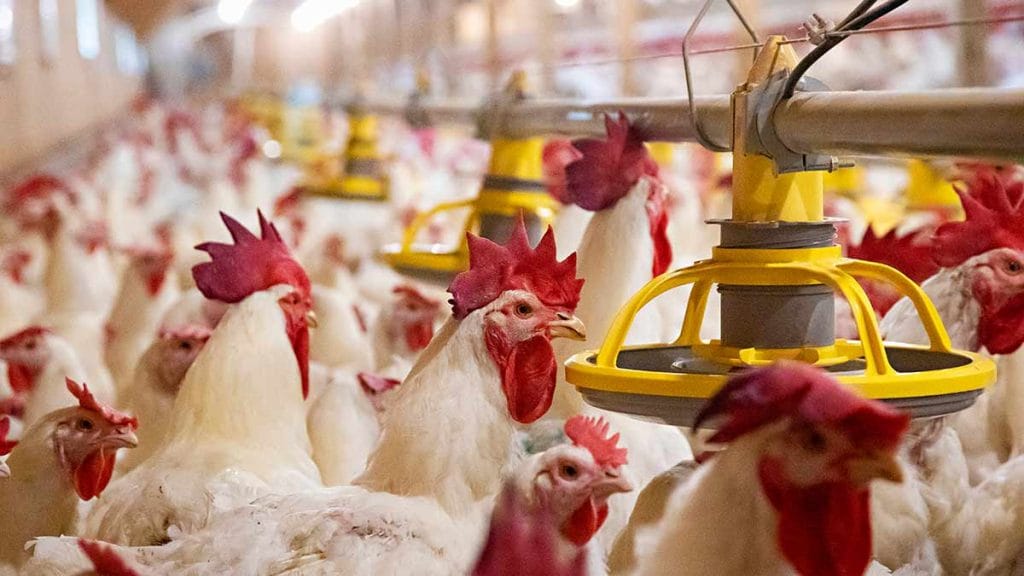 broiler-breeder-hens-and-roosters