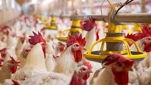 broiler-breeder-hens-and-roosters