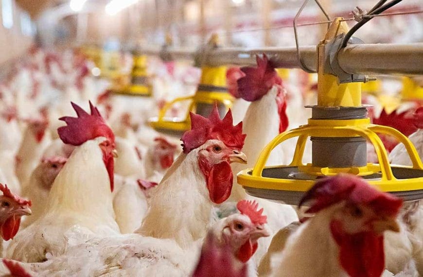 broiler-breeder-hens-and-roosters