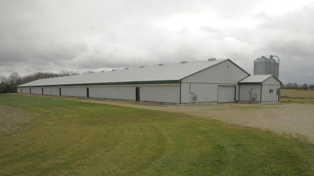 broiler-chicken-barn