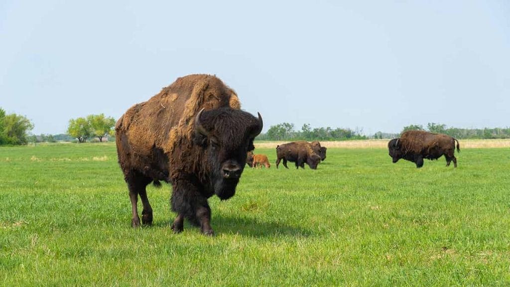 Bison-in-pasture