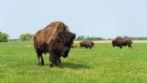 Bison-in-pasture