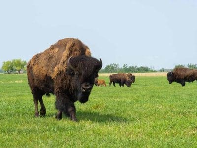 Bison-in-pasture
