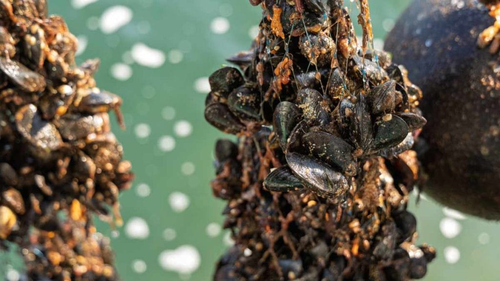 Mussel Wrapped in a Sock