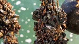 Mussel Wrapped in a Sock