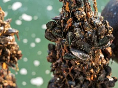 Mussel Wrapped in a Sock