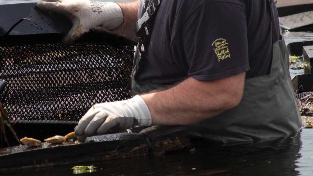 Oyster Farming