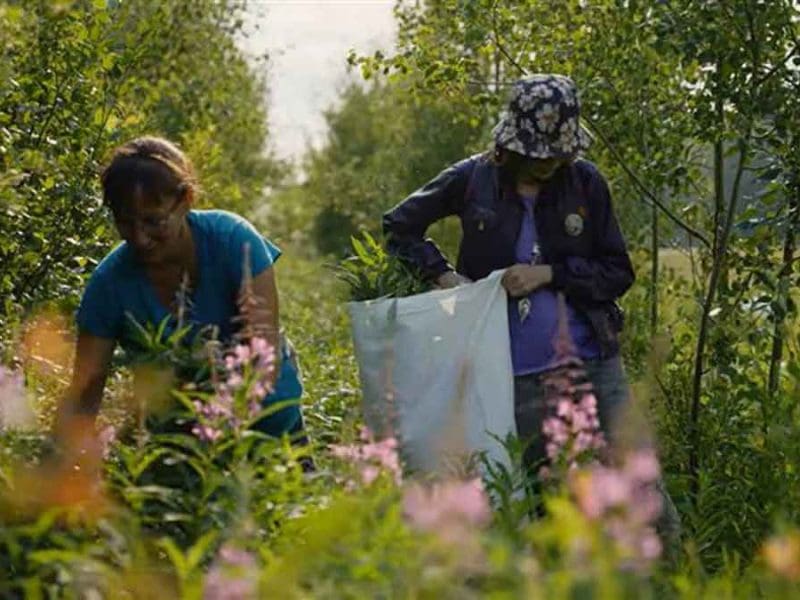 harvesting-fireweed