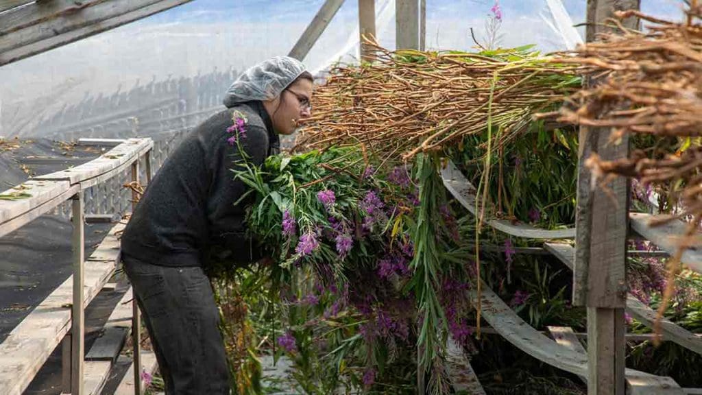 lady-laying-out-fireweed