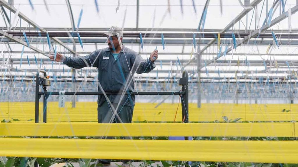 Man-stringing-eggplant-vines